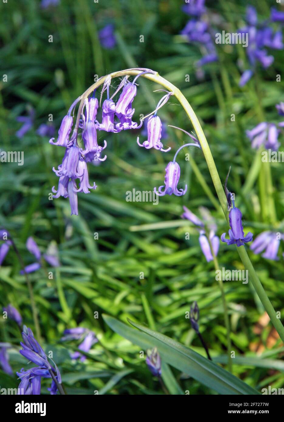 English Bluebells are native to England grow on just one side of the stem. Stock Photo