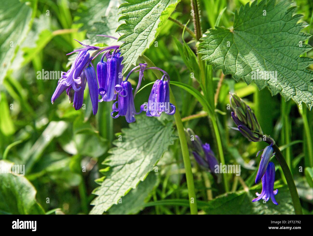 English Bluebells are native to England grow on just one side of the stem.  In hedgegrow at Slapton Ley in the South Hams, Devon Stock Photo