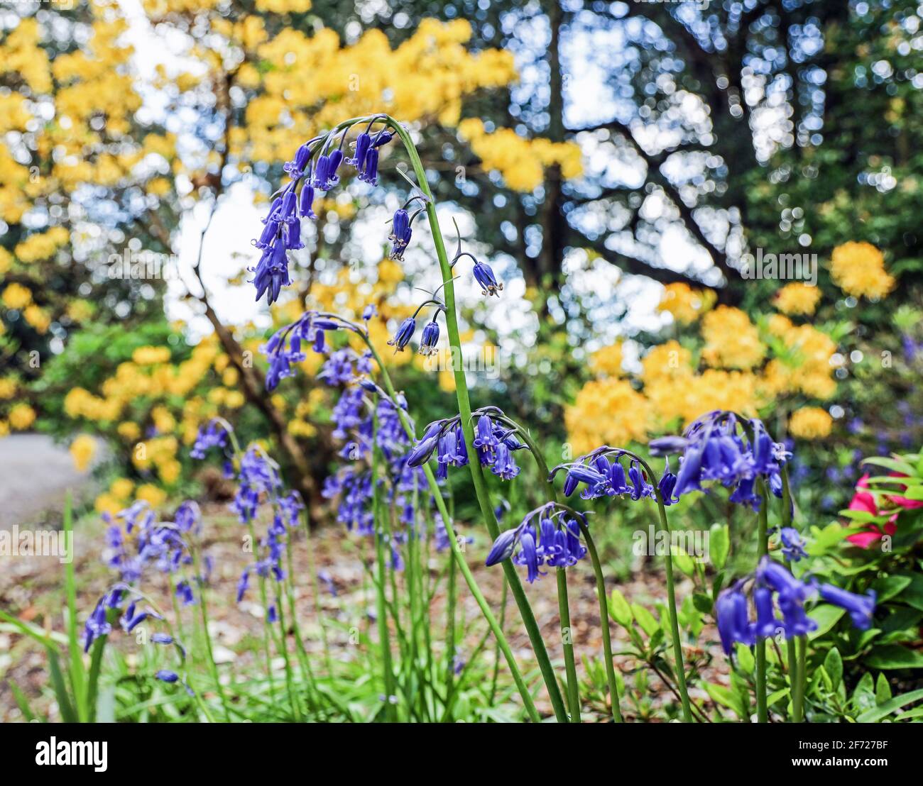 English Bluebells are native to England grow on just one side of the stem.  Growing in the formal gardens at Mount Edgcumbe Park, south east Cornwall Stock Photo