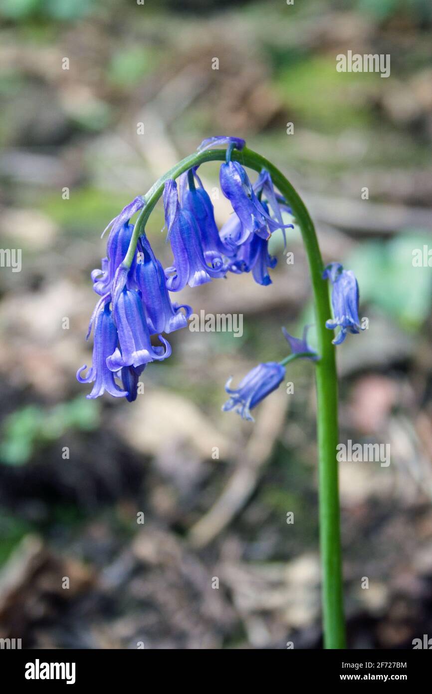 English Bluebells are native to England grow on just one side of the stem. Stock Photo