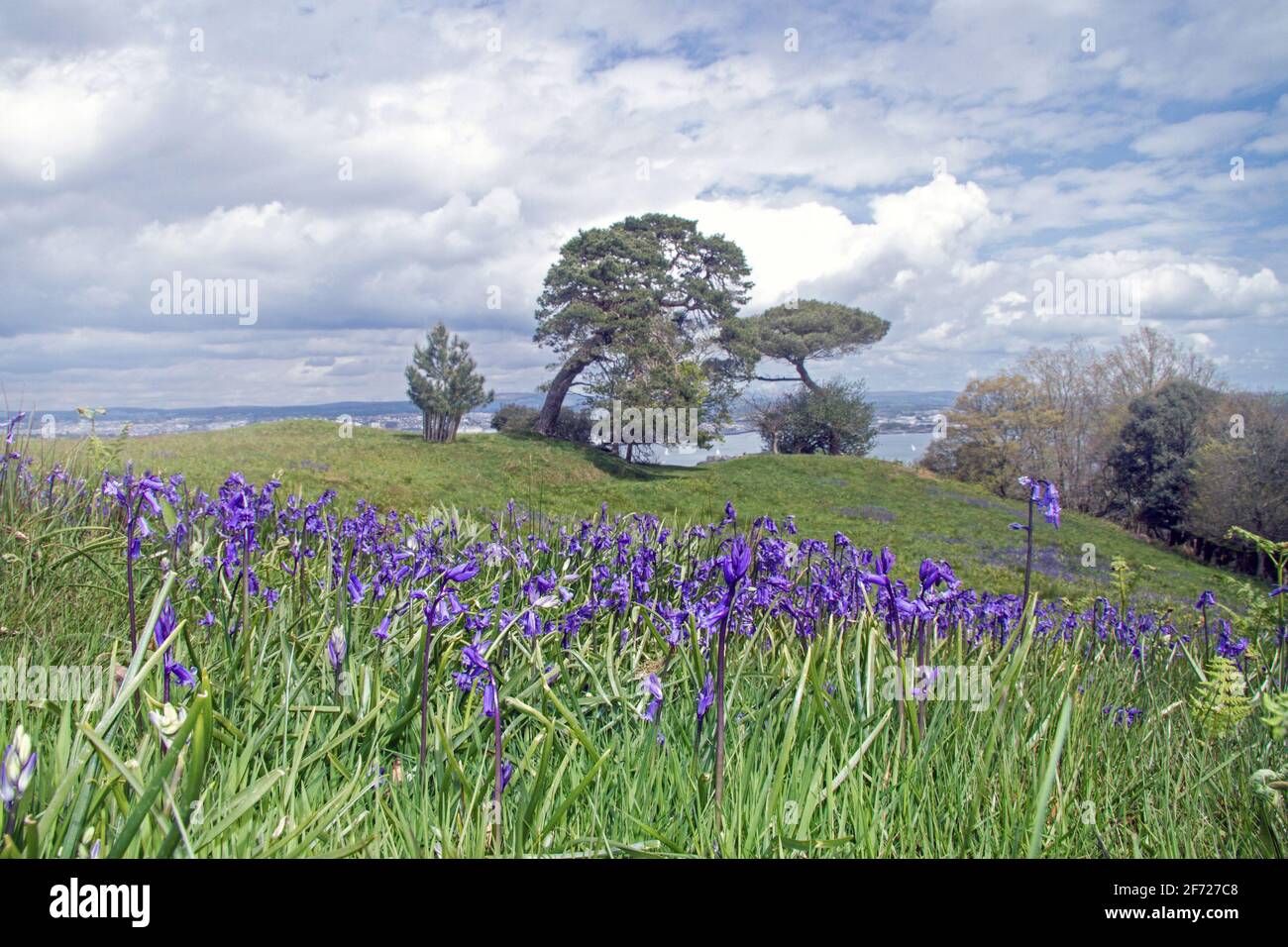 English Bluebells are native to England grow on just one side of the stem.  Seen to the fore of this shot at Deer Park on the Mount Edgcumbe Estate, R Stock Photo