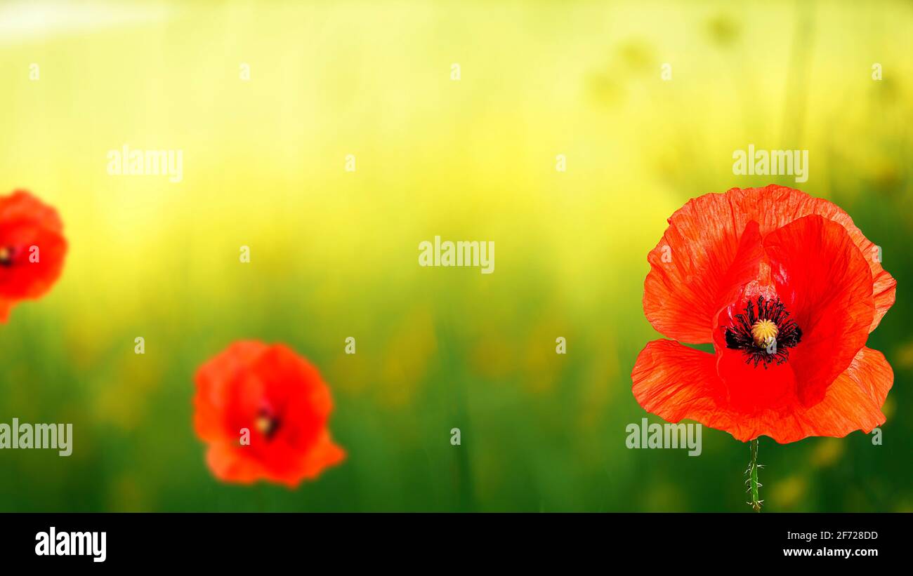 Field wild red poppy flowers hi-res stock photography and images - Alamy