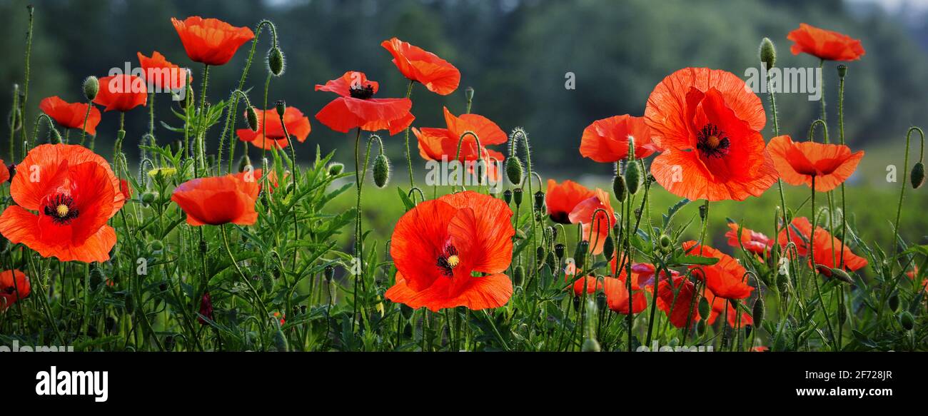Poppy flowers field red color hi-res stock photography and images - Alamy