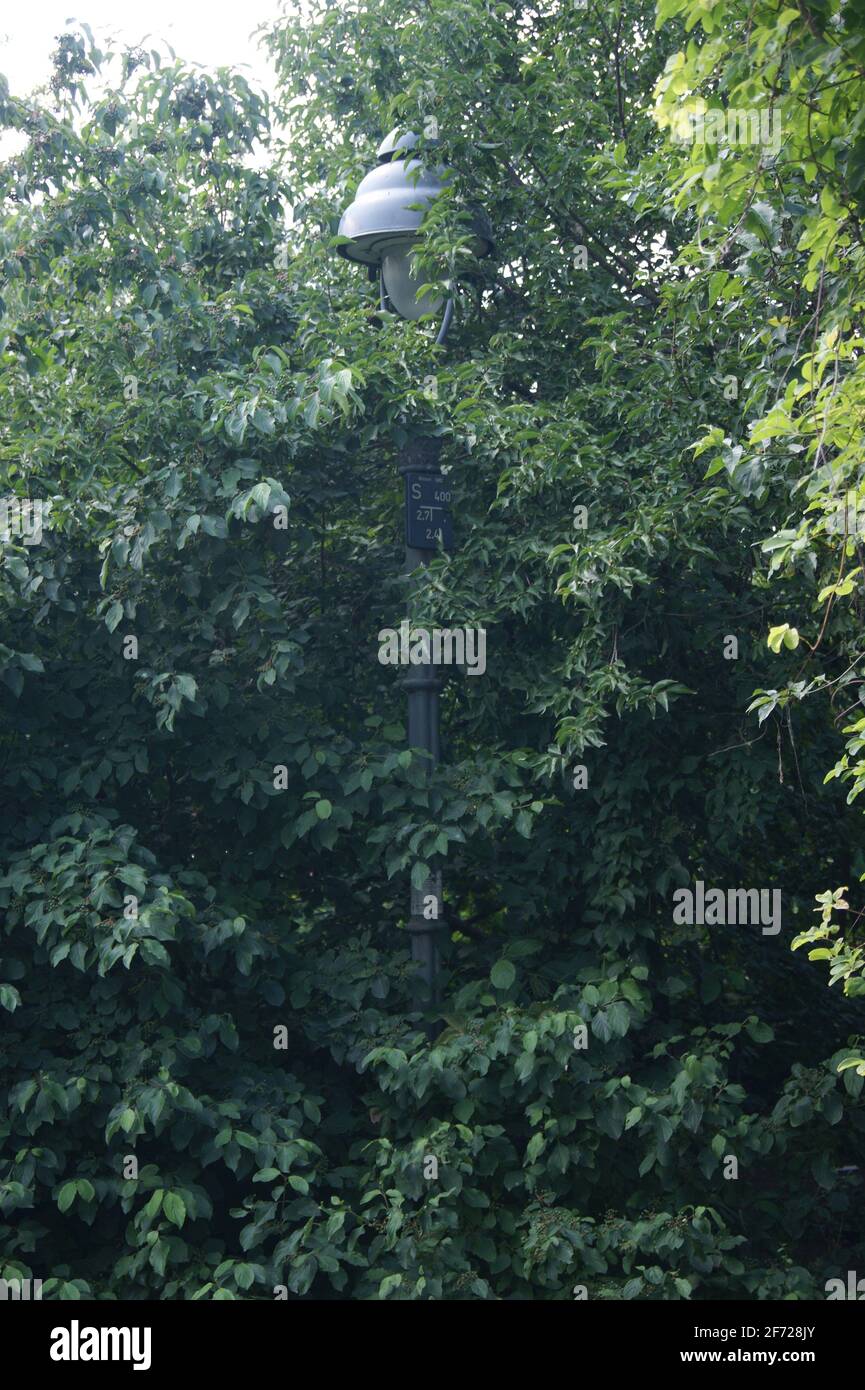 Eine Laterne im Wald Stock Photo