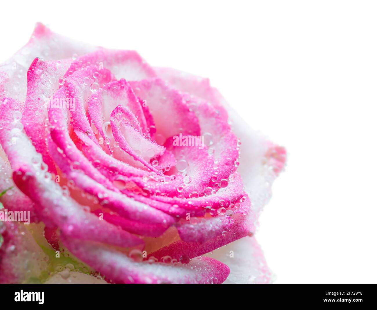 Pink rose flower in drops after rain close up isolated on a white ...