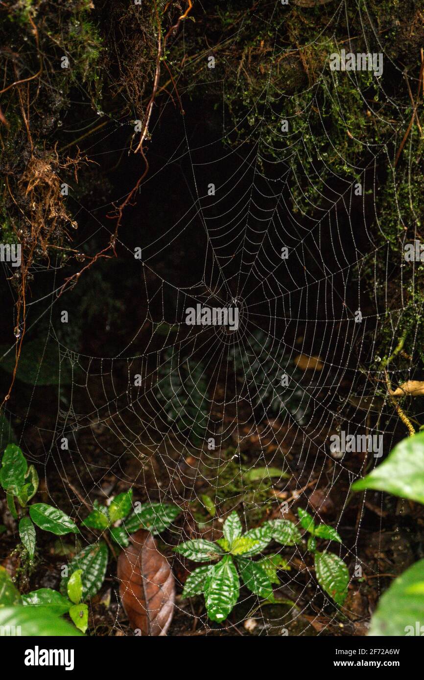 spiderweb after rain in the forest Stock Photo