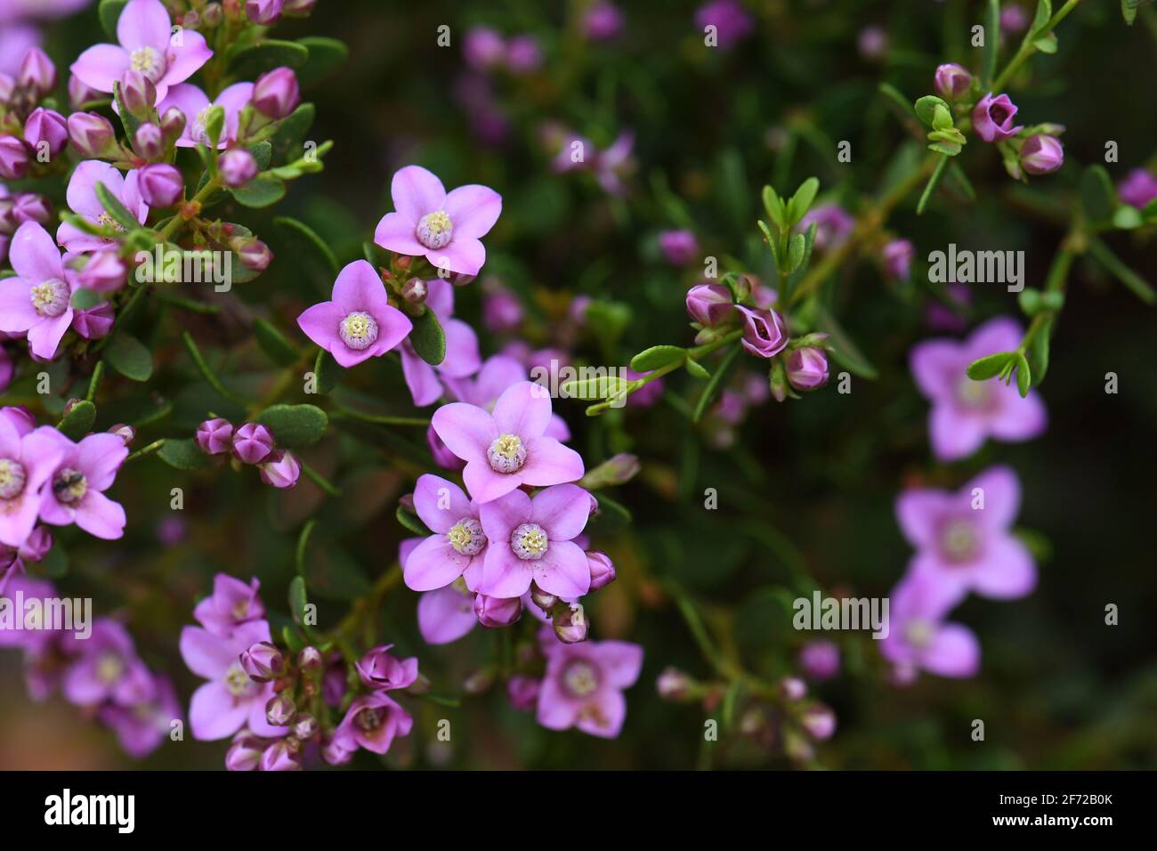 Pink flowers of the Australian native Boronia crenulata, family Rutaceae. Known as the Aniseed Boronia. Endemic to south west of Western Australia Stock Photo