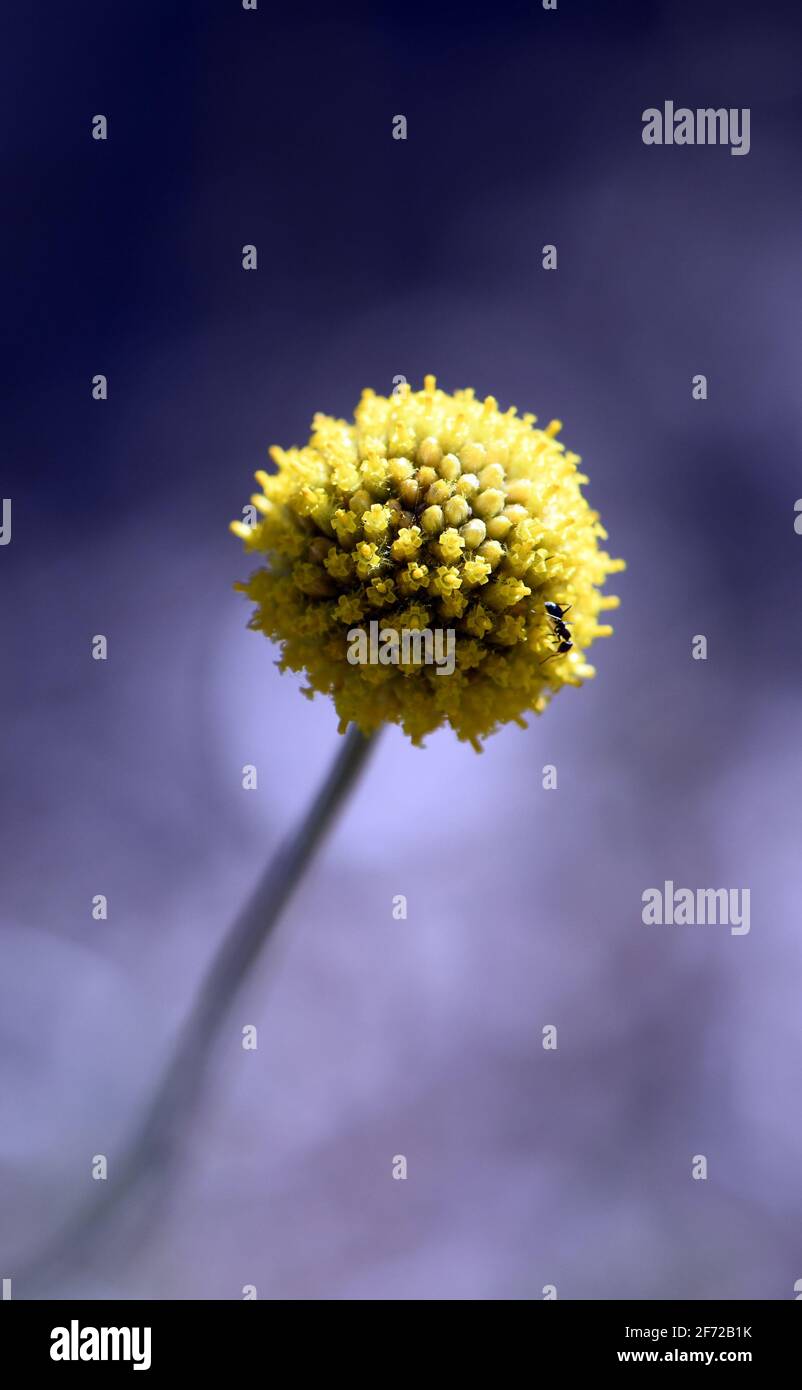 Close up of an Australian native Yellow Billy Button flower head, Pycnosorus globosus, daisy family Asteraceae. Also known as woollyheads or drumstick Stock Photo