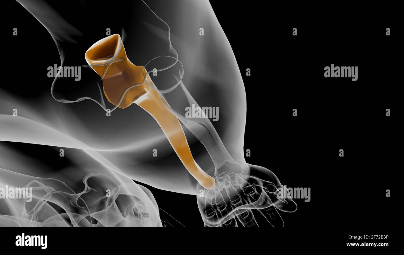 Human skeleton anatomy Ulna Bone 3D Rendering For Medical Concept Stock Photo