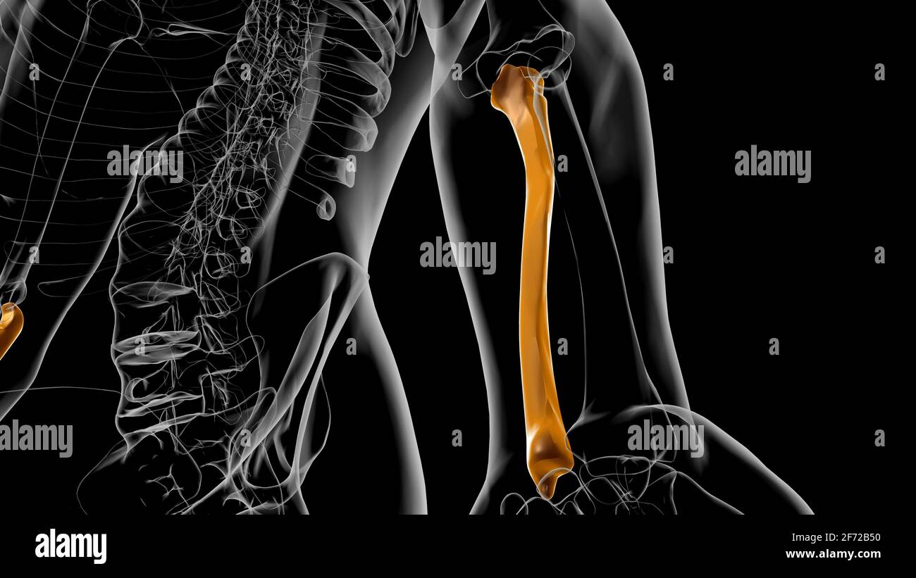 Human skeleton anatomy Ulna Bone 3D Rendering For Medical Concept Stock Photo