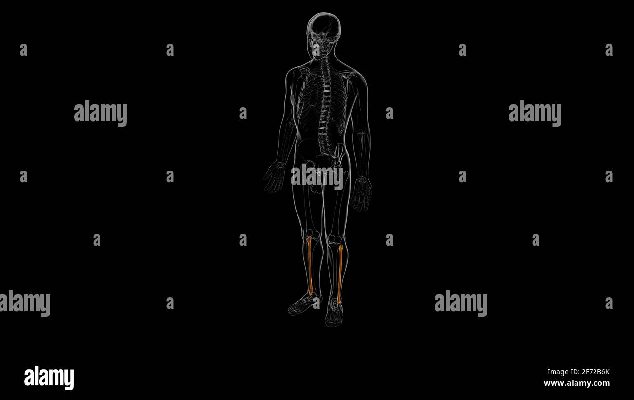 Human skeleton anatomy Fibula Bone 3D Rendering For Medical Concept Stock Photo