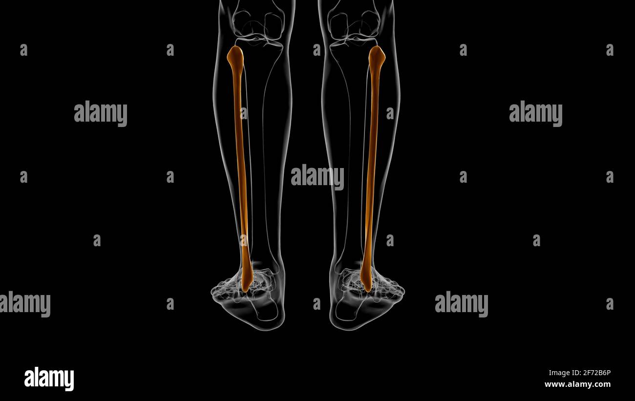 Human skeleton anatomy Fibula Bone 3D Rendering For Medical Concept Stock Photo