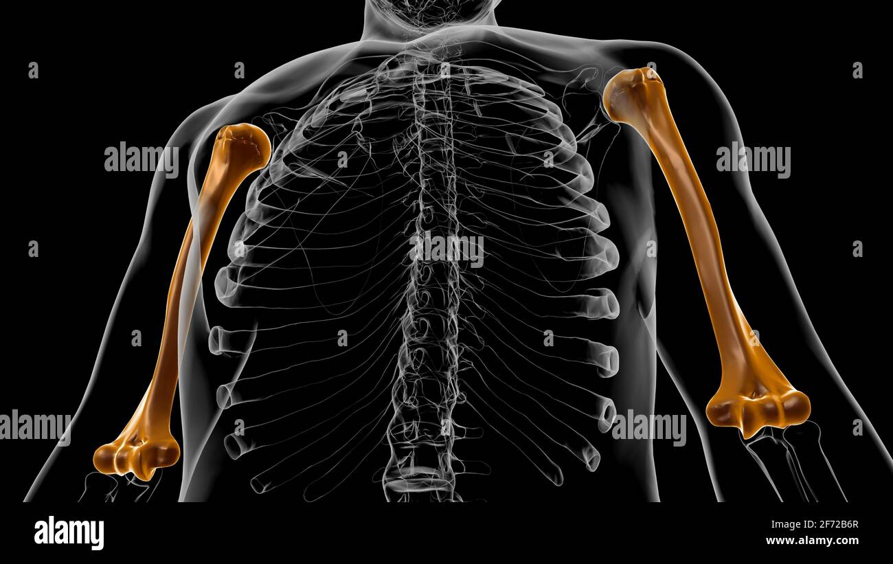 Human skeleton anatomy Humerus Bone 3D Rendering For Medical Concept Stock Photo