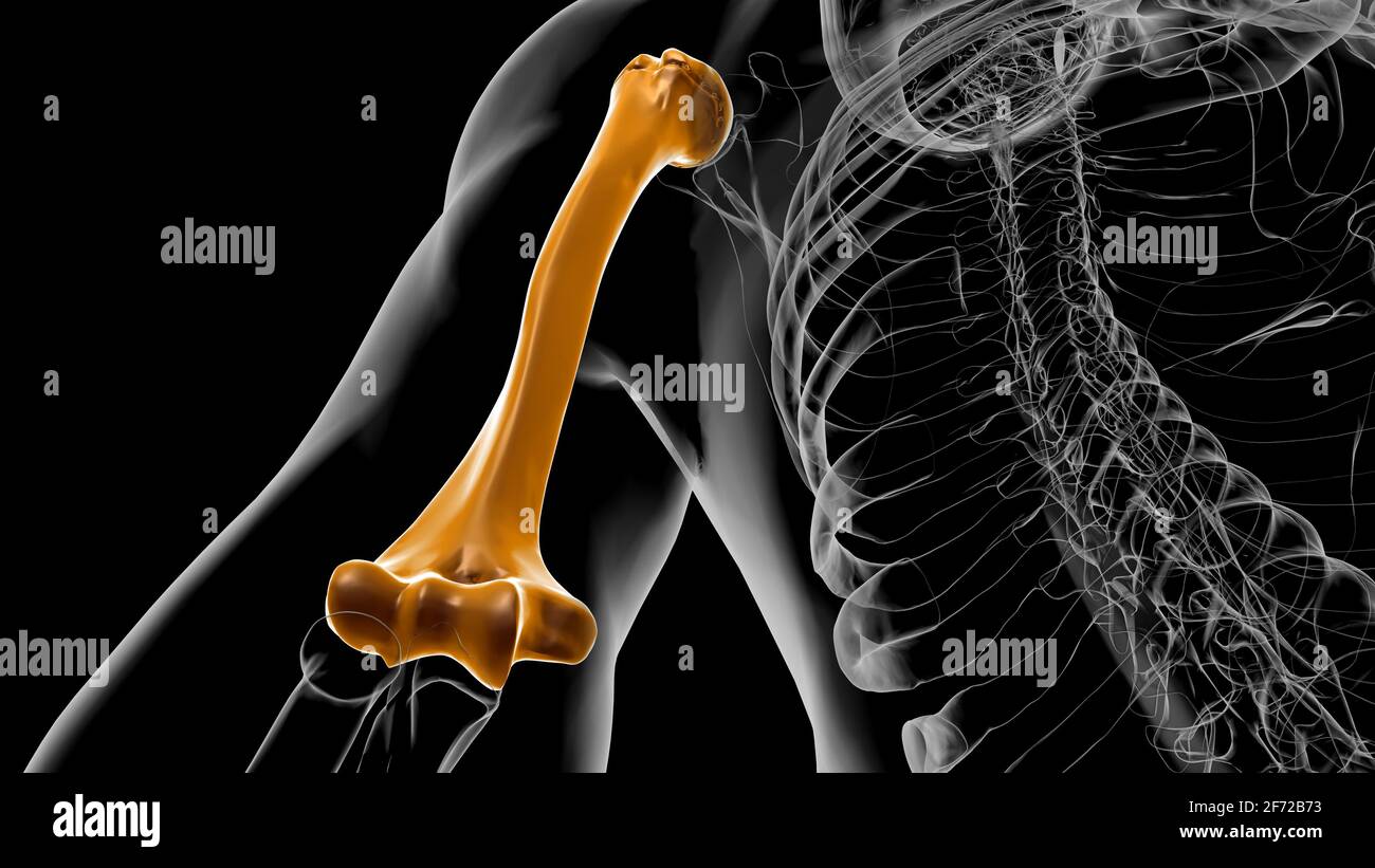 Human skeleton anatomy Humerus Bone 3D Rendering For Medical Concept Stock Photo