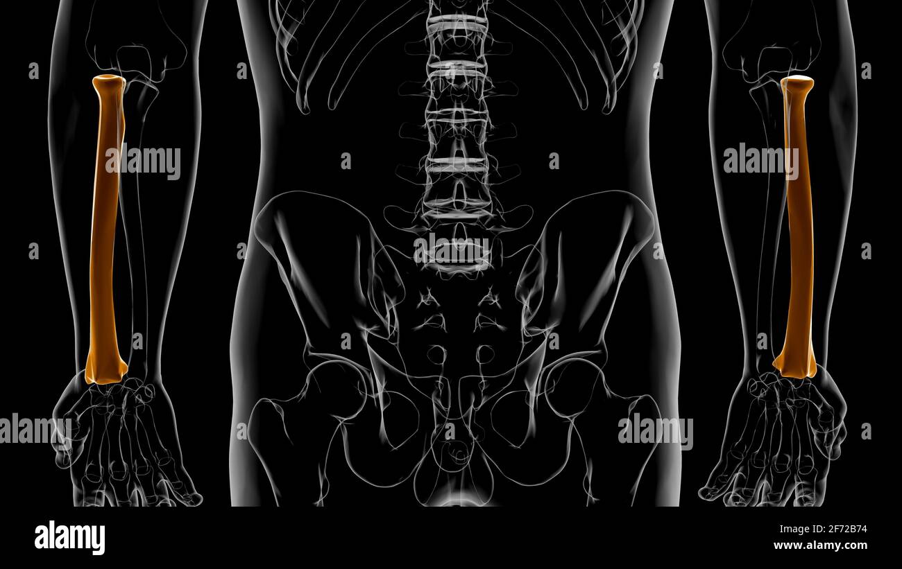 Human skeleton anatomy Radius Bone 3D Rendering For Medical Concept Stock Photo