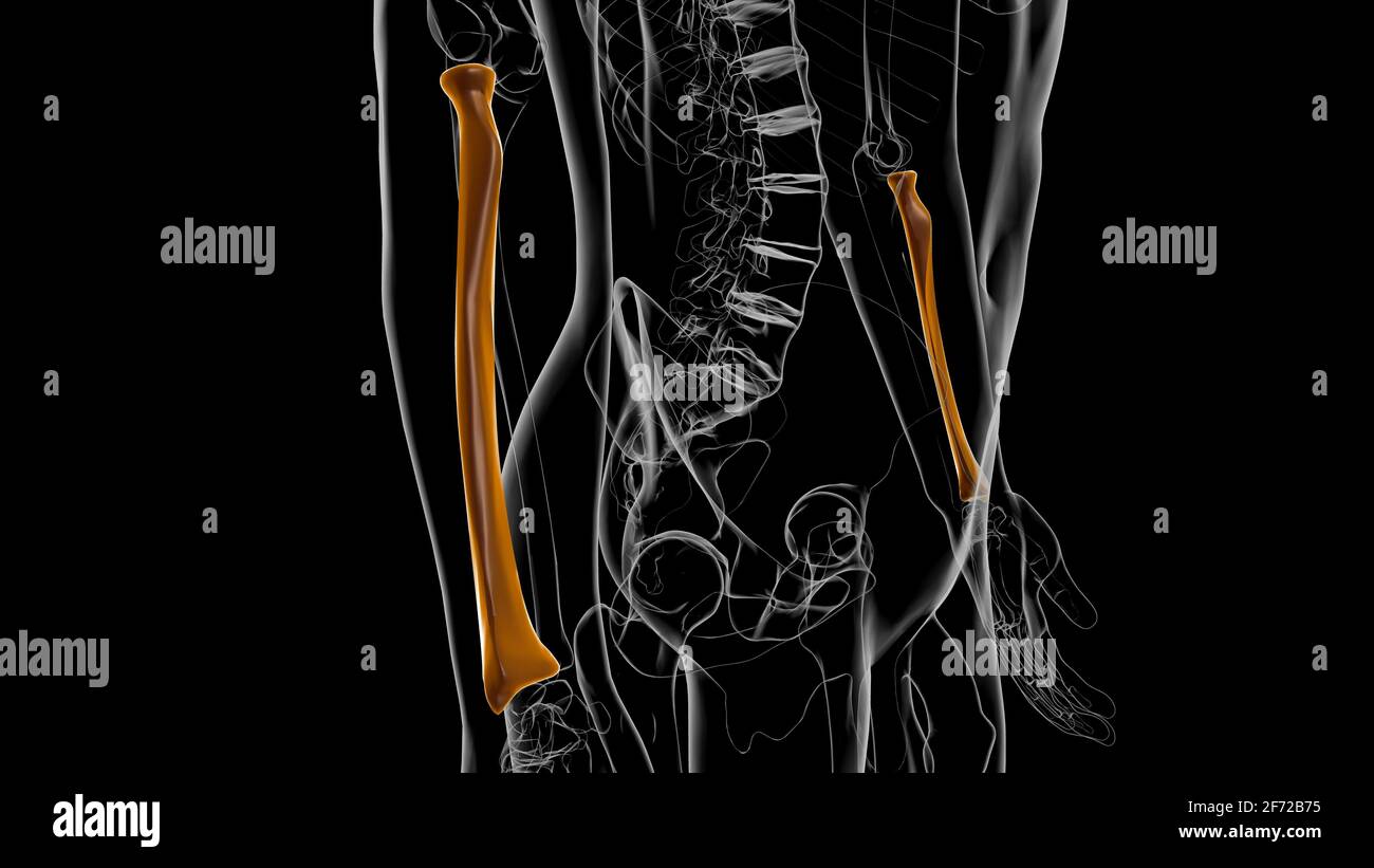 Human skeleton anatomy Radius Bone 3D Rendering For Medical Concept Stock Photo