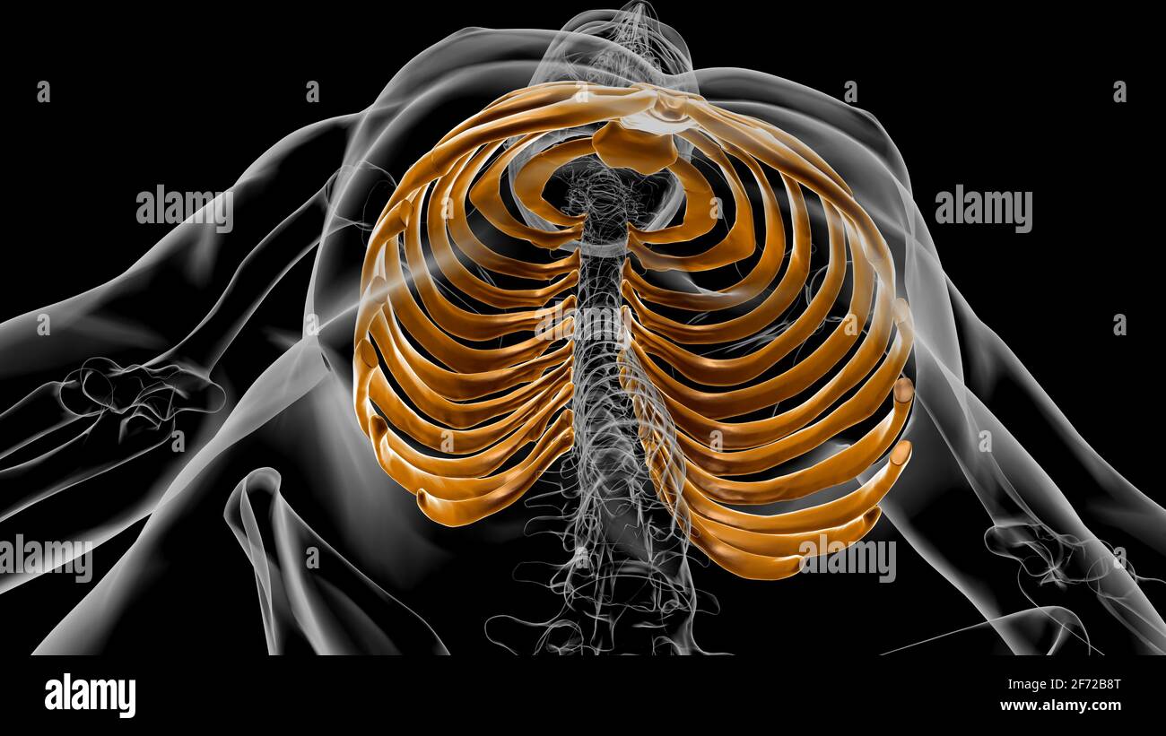 Human skeleton anatomy Rib Cage 3D Rendering For Medical Concept Stock Photo