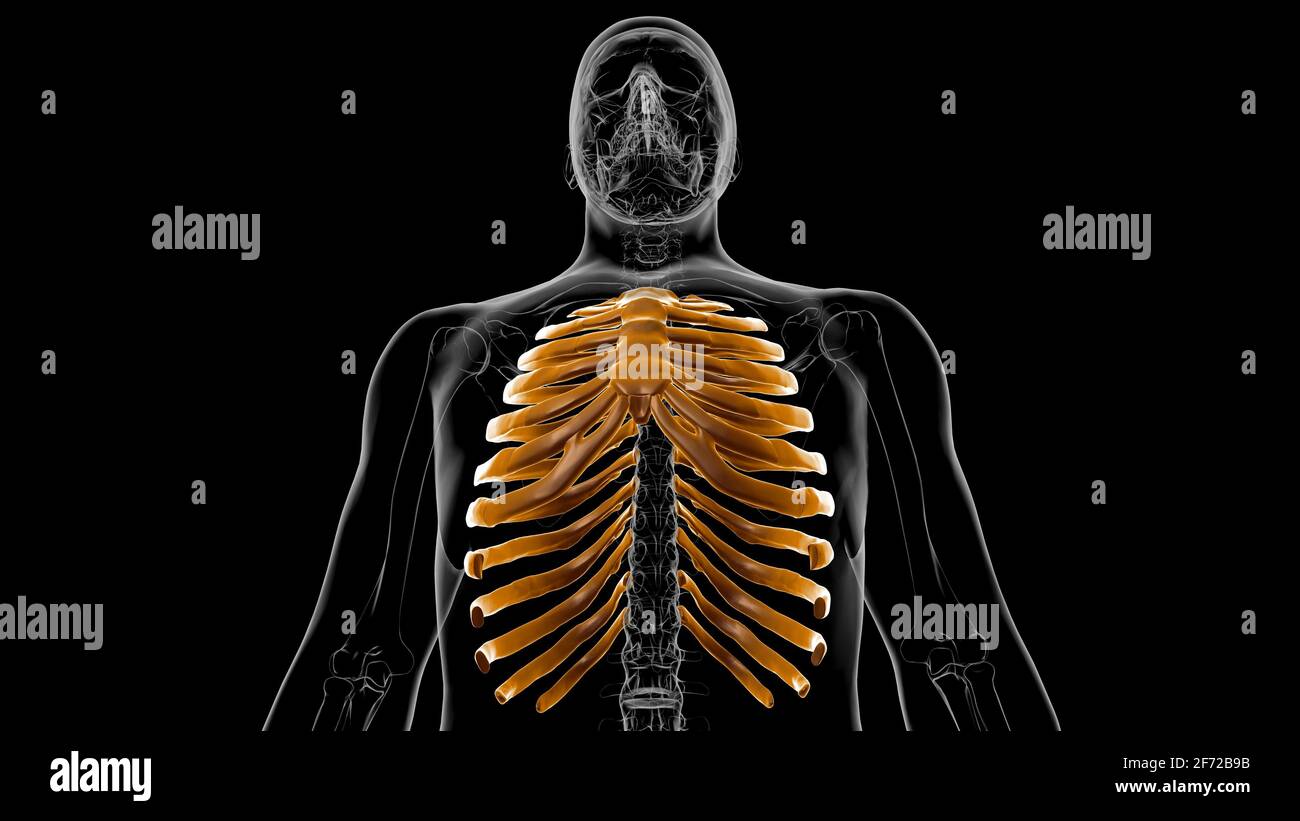 Human skeleton anatomy Rib Cage 3D Rendering For Medical Concept Stock Photo