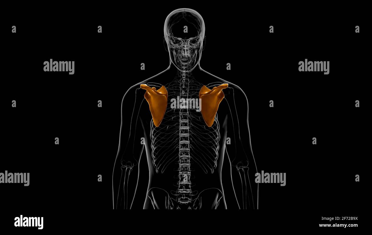 Human skeleton anatomy Scapula Bone 3D Rendering For Medical Concept Stock Photo