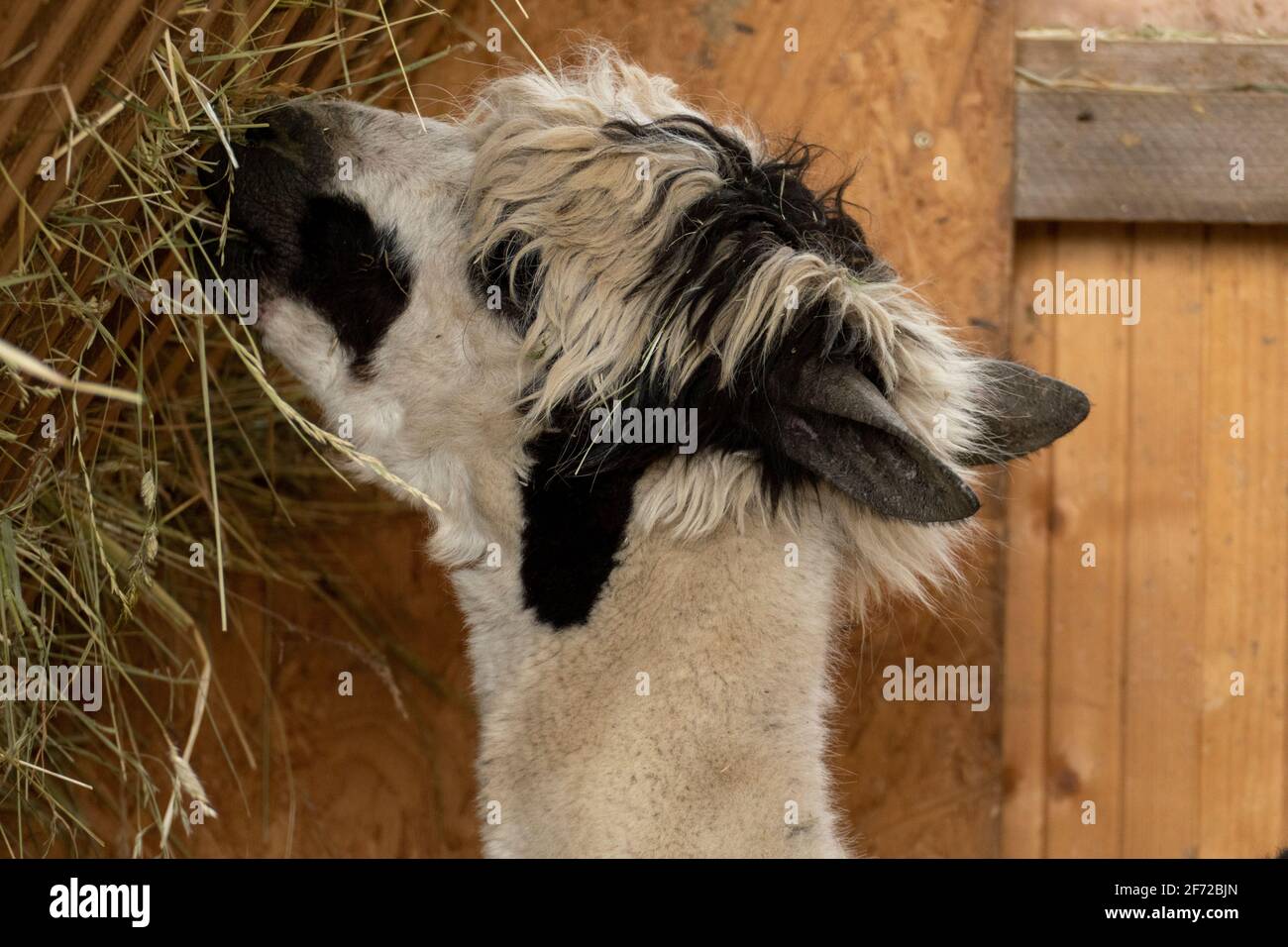 Alpaka mit lustiger Frisur frisst Heu Stock Photo