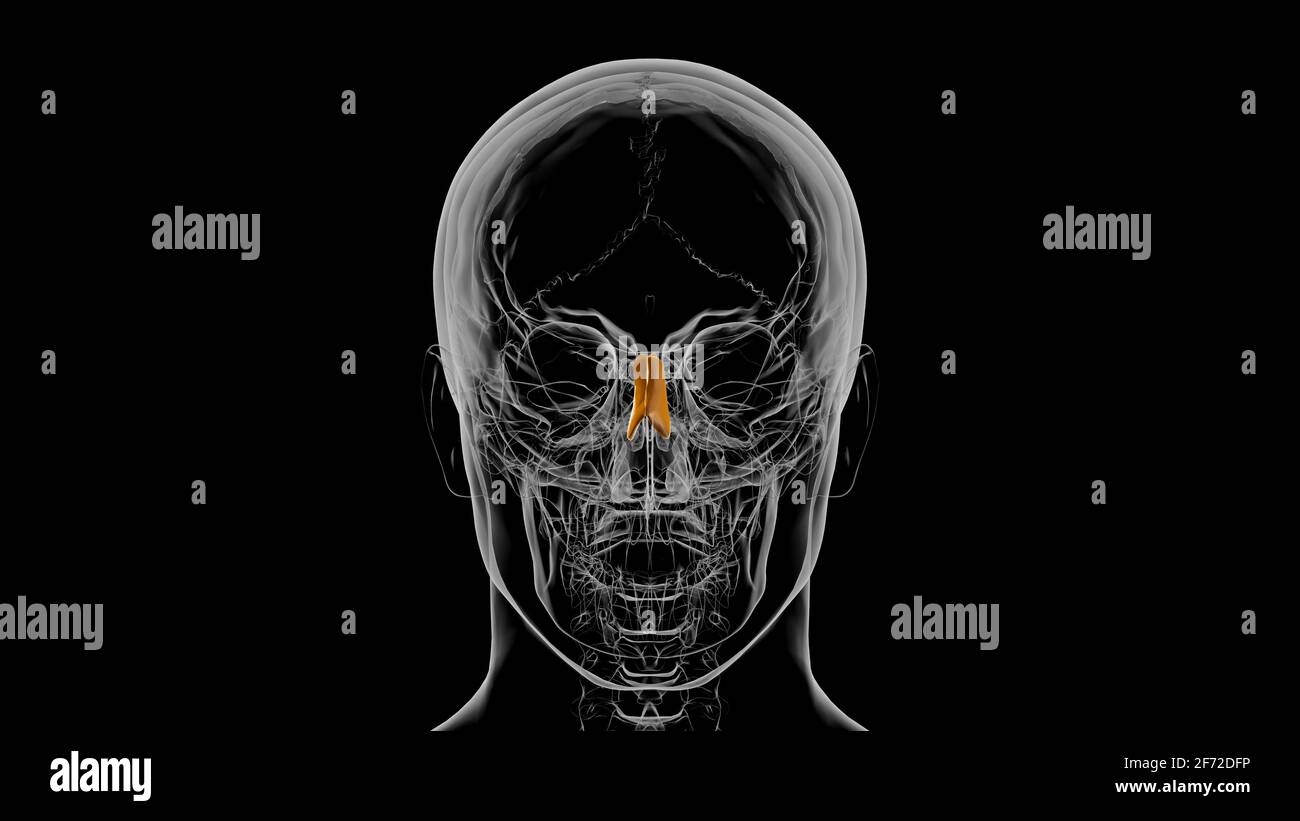 Human Skeleton Nasal bone Anatomy 3D Illustration Stock Photo Alamy