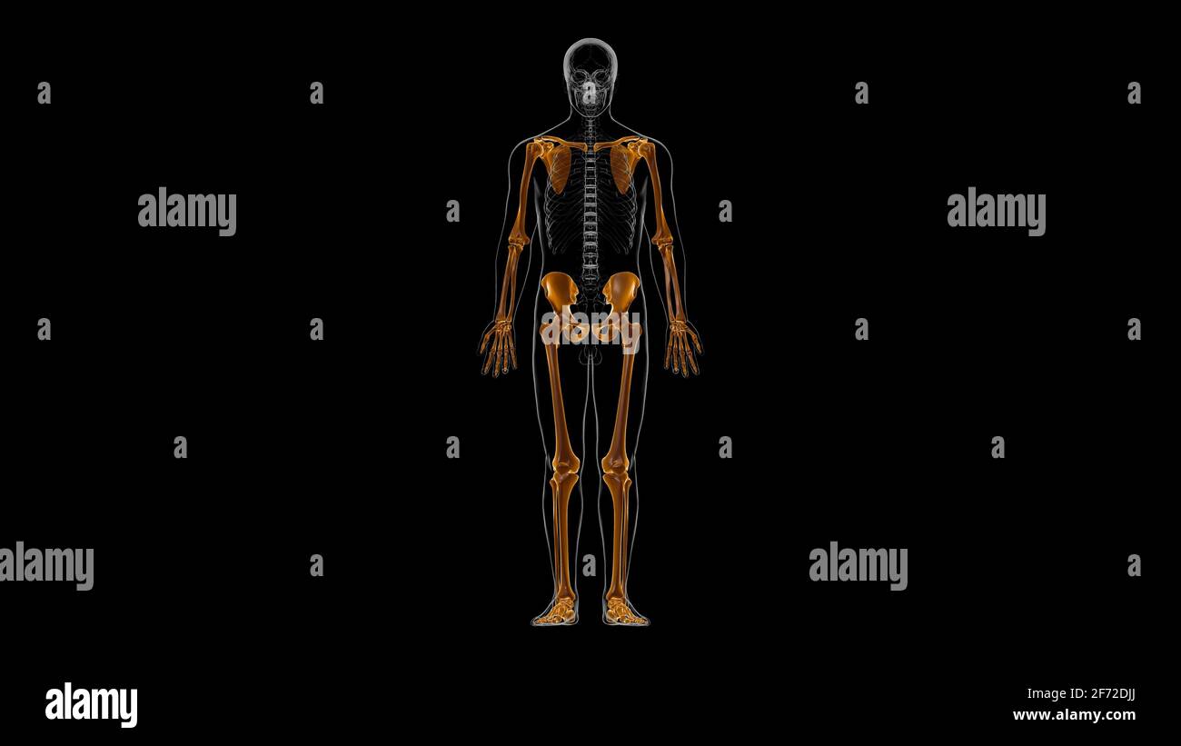 Human Skeleton Appendicular Skeleton Anatomy 3D Illustration Stock Photo