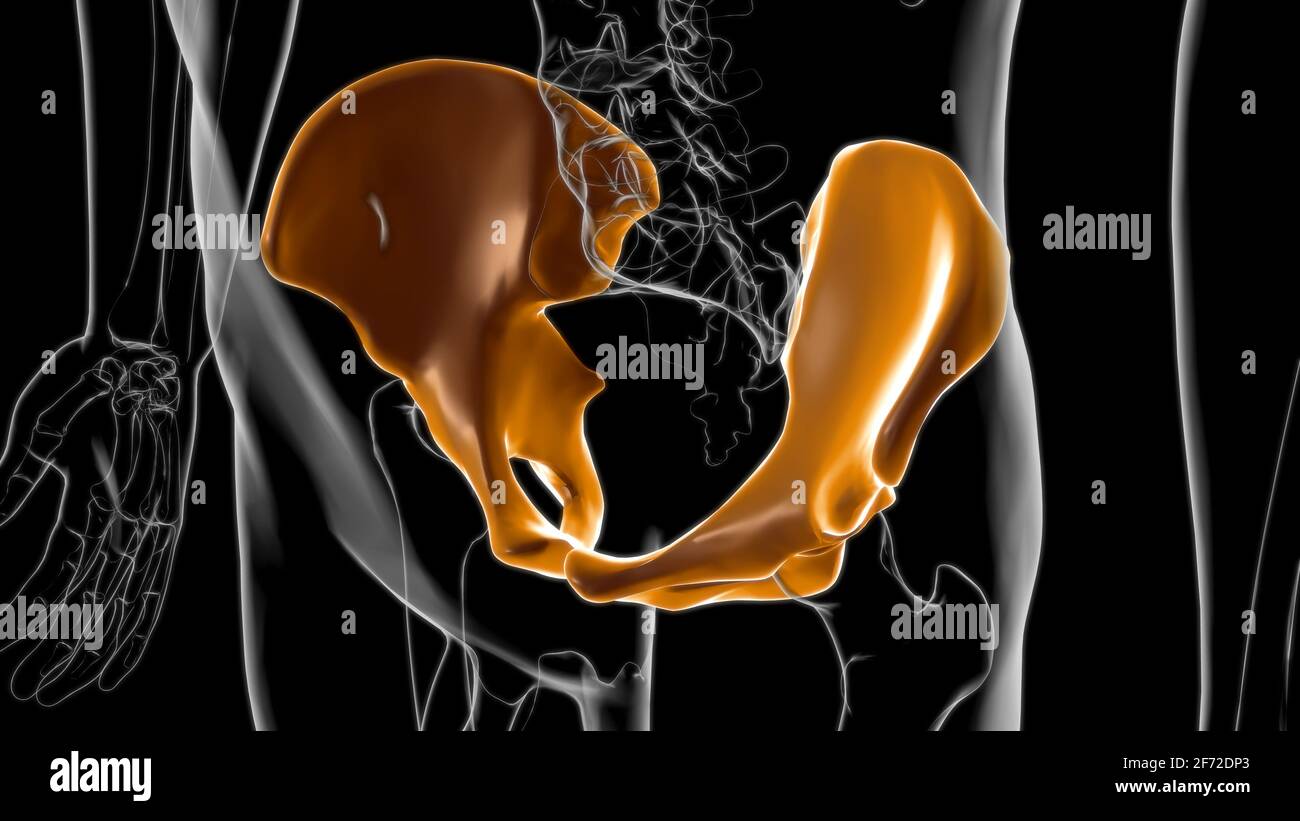 Human Skeleton Hip or Pelvic bone Anatomy For Medical Concept 3D Illustration Stock Photo