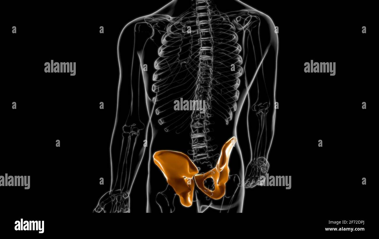 Human Skeleton Hip or Pelvic bone Anatomy For Medical Concept 3D Illustration Stock Photo