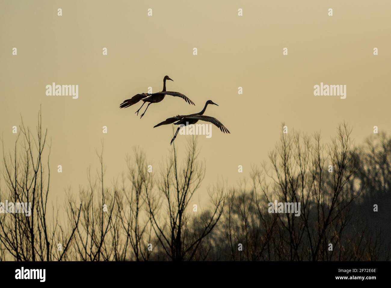Flaps Down    Trumpeting cries announced their arrival to the nesting site. These paired Sandhill Cranes (Antigone canadensis) spent the day hunting a Stock Photo