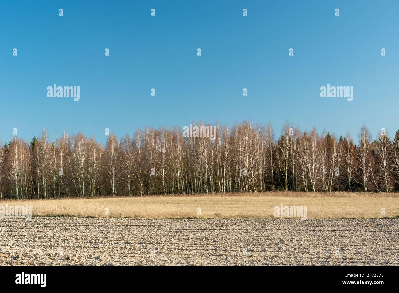 Field and forest in line and blue sky Stock Photo Alamy