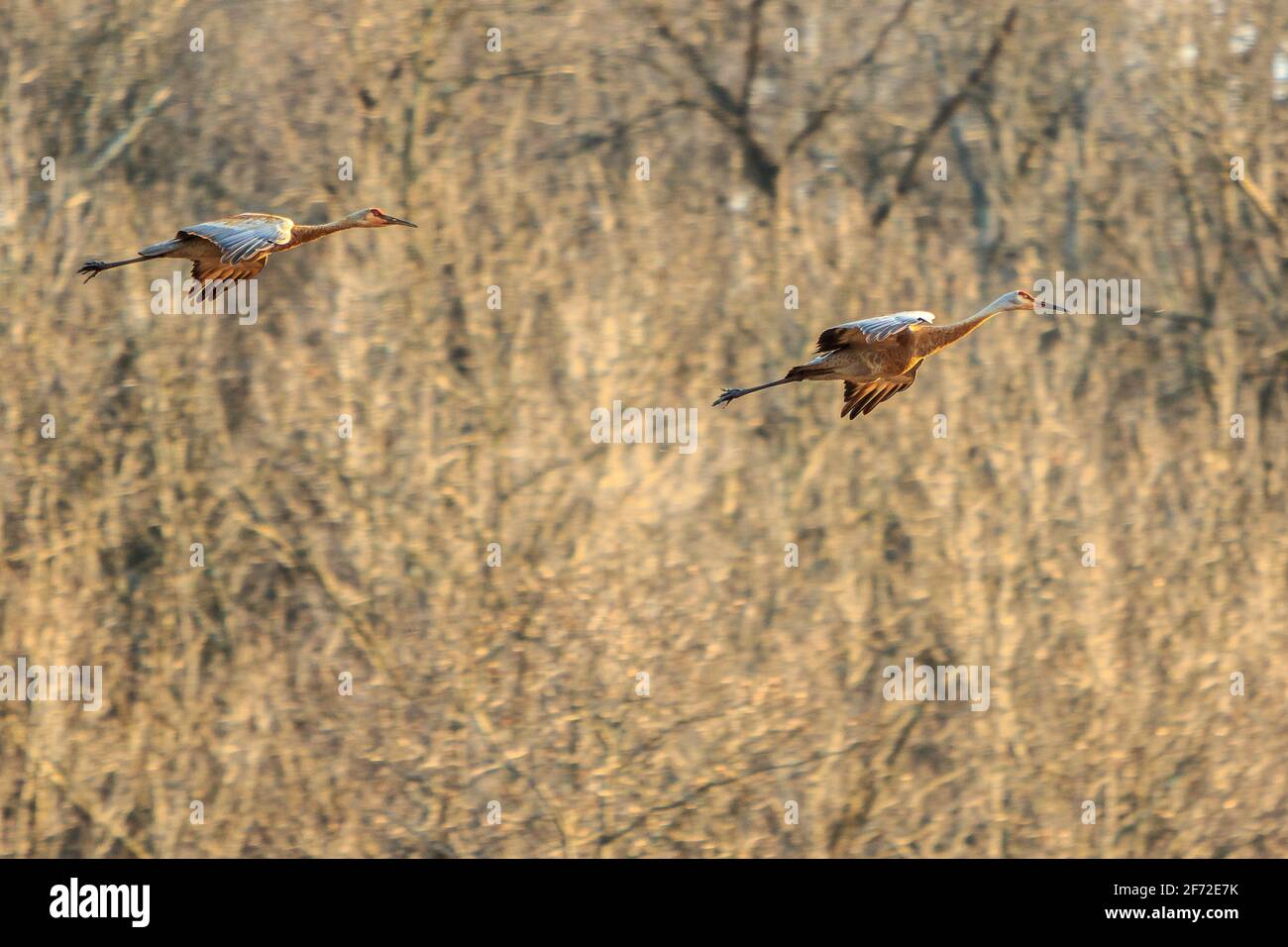 Flaps Down    Trumpeting cries announced their arrival to the nesting site. These paired Sandhill Cranes (Antigone canadensis) spent the day hunting a Stock Photo