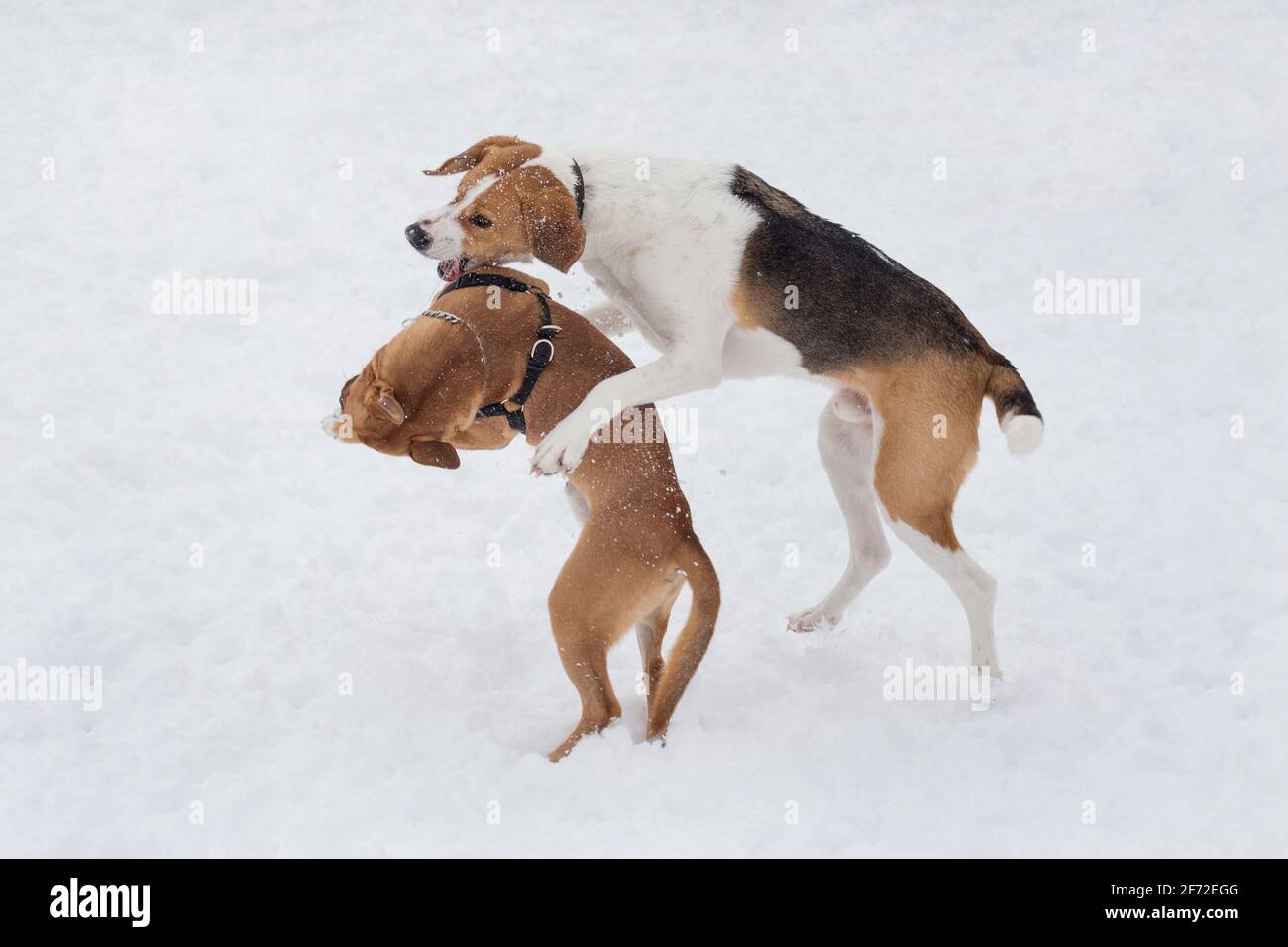 Cute american pit bull terrier puppy and russian hound are playing in the winter park. Pet animals. Purebred dog. Stock Photo