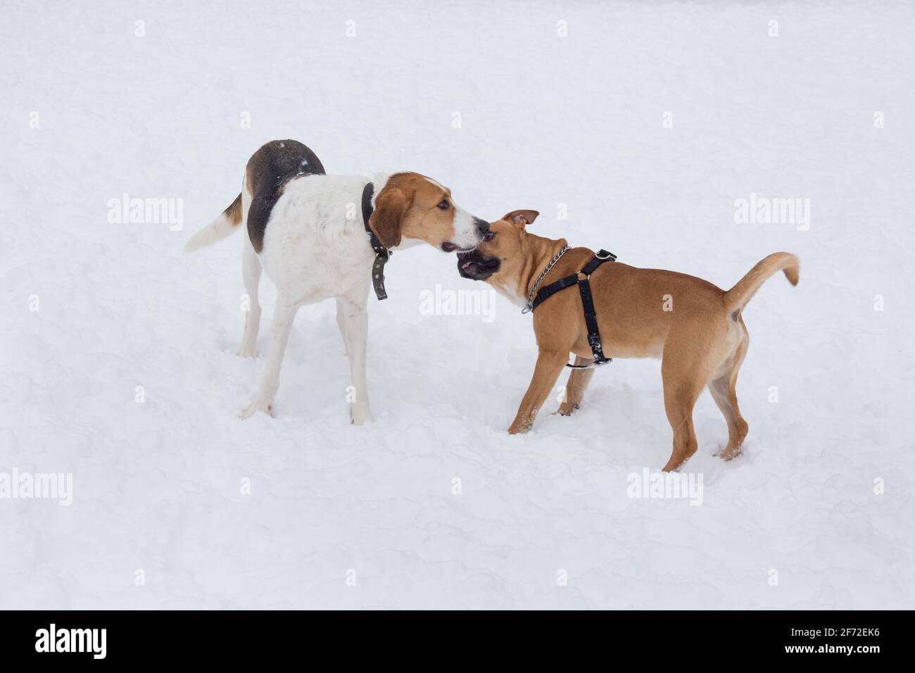 Cute american pit bull terrier puppy and russian hound are standing on a white snow in the winter park. Pet animals. Purebred dog. Stock Photo