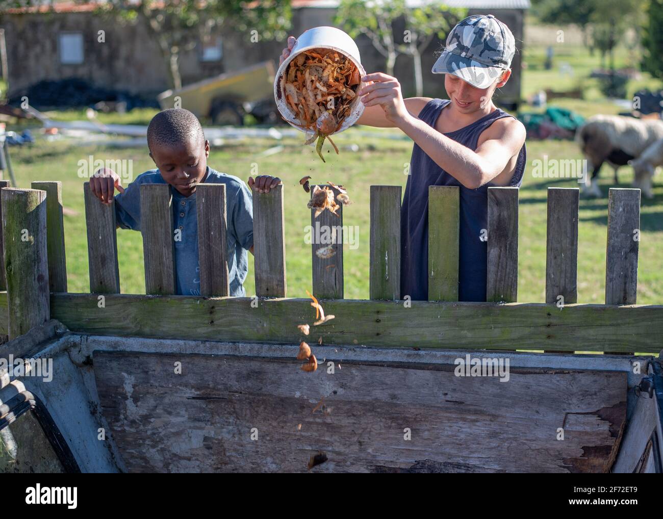 Primary age children emptying food scraps into a compost bin Stock
