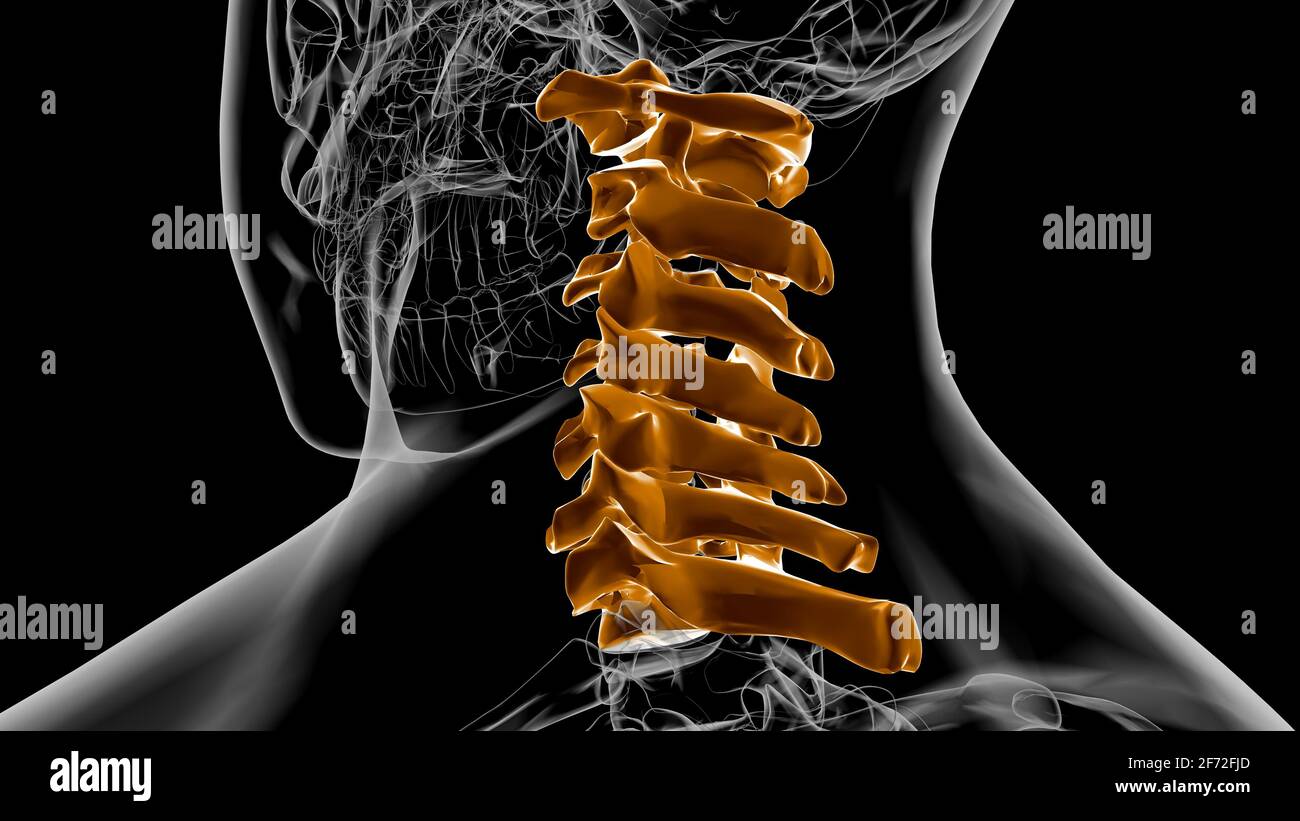 Human Skeleton Vertebral Column Cervical Vertebrae Anatomy 3D Illustration Stock Photo