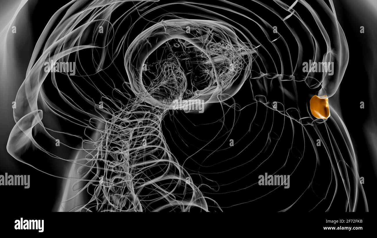 Human Skeleton Xiphoid process Anatomy 3D Illustration Stock Photo