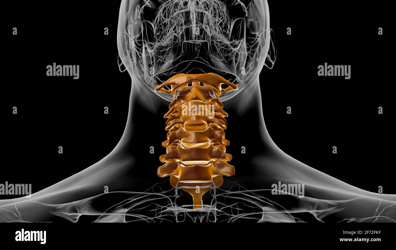 Human Skeleton Vertebral Column Cervical Vertebrae Anatomy 3D Illustration Stock Photo