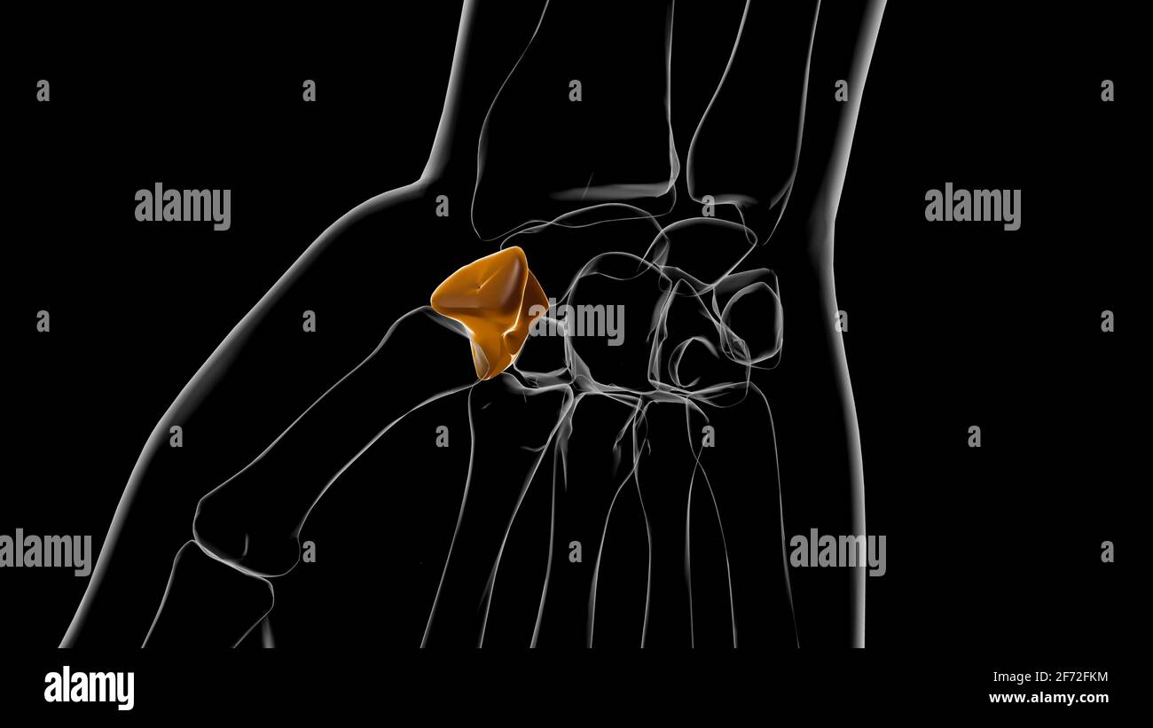 Human Skeleton Trapezium bone Anatomy 3D Illustration Stock Photo