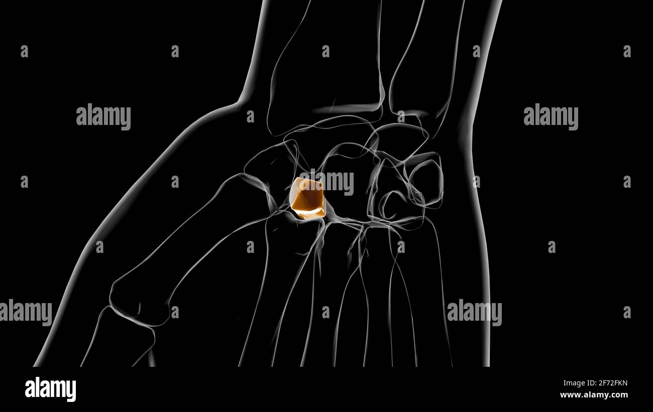 Human Skeleton Triquetral bone Anatomy 3D Illustration Stock Photo