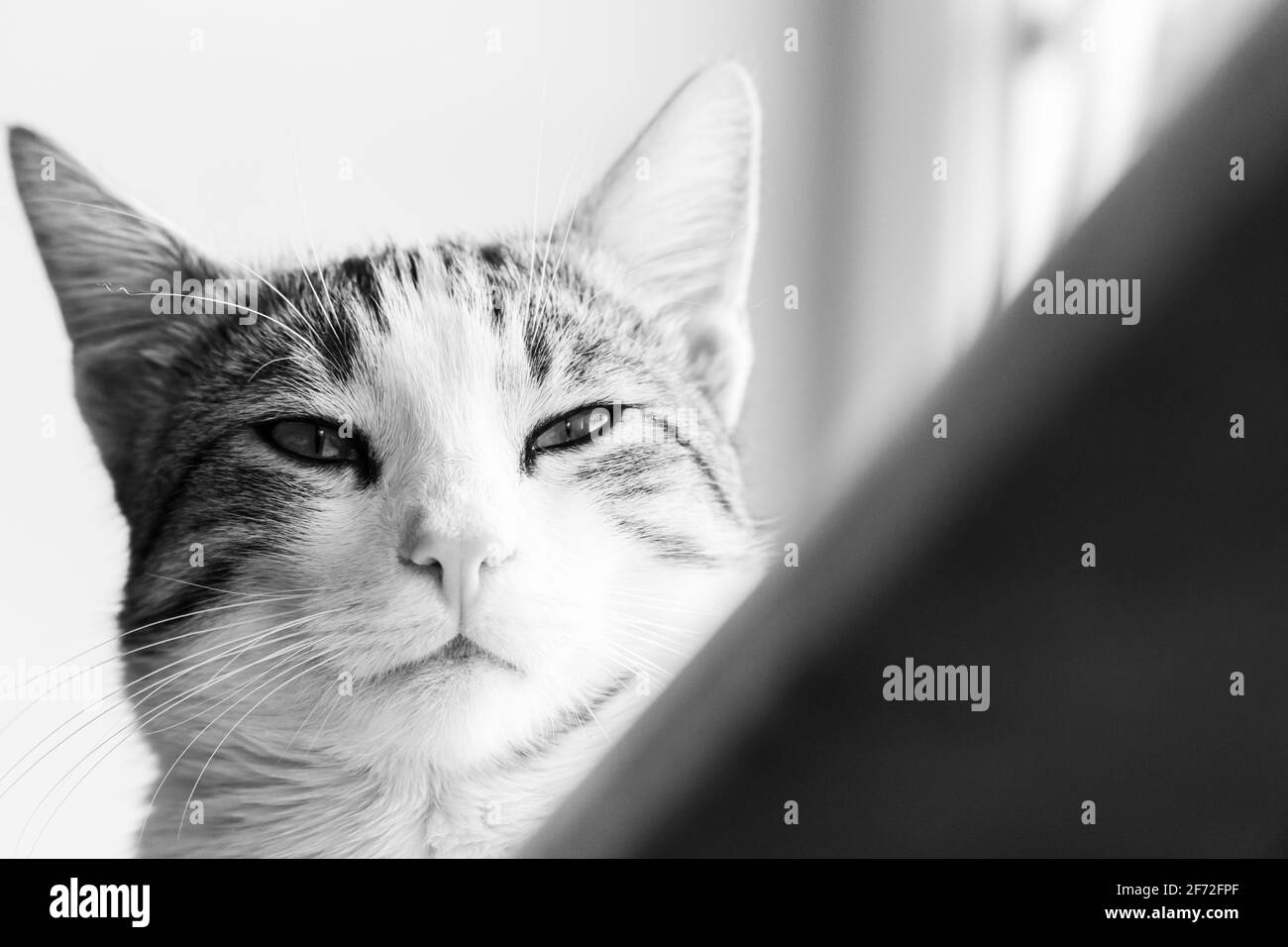 Close up portrait cute cat Black and White Stock Photos & Images - Alamy