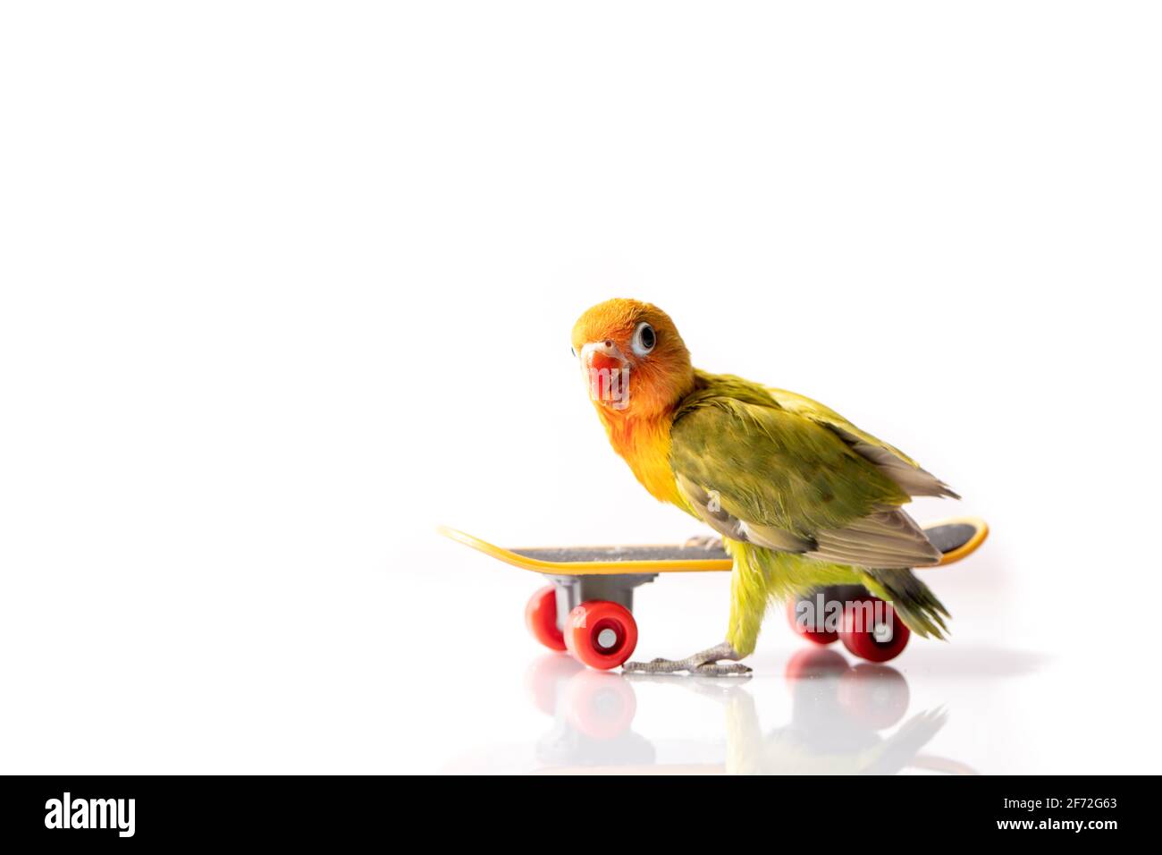 Colourful love bird chick on a skateboard on a white background Stock Photo  - Alamy