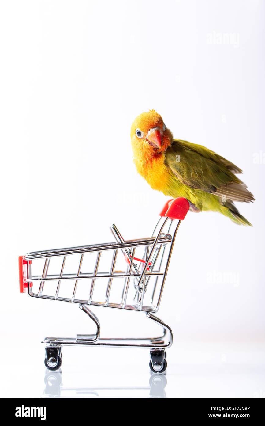 Bird shopping hotsell