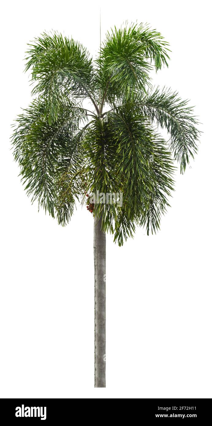 Beautiful green palm tree isolated on white background Stock Photo - Alamy