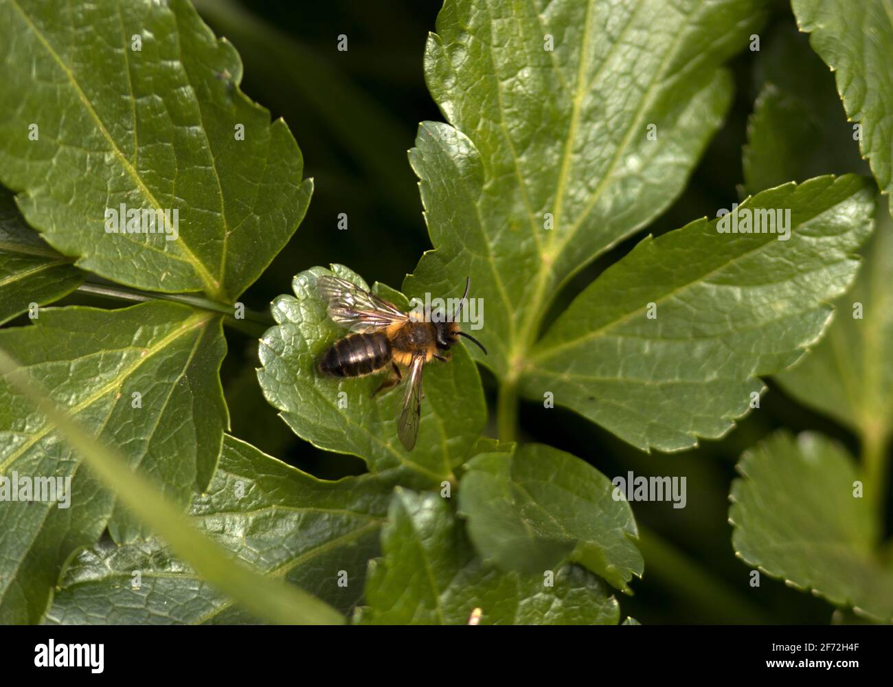 Mining Bees are semi-social, in that females build subterranean burrows in a loosely spaced grouping and will look after and feed their own offspring. Stock Photo