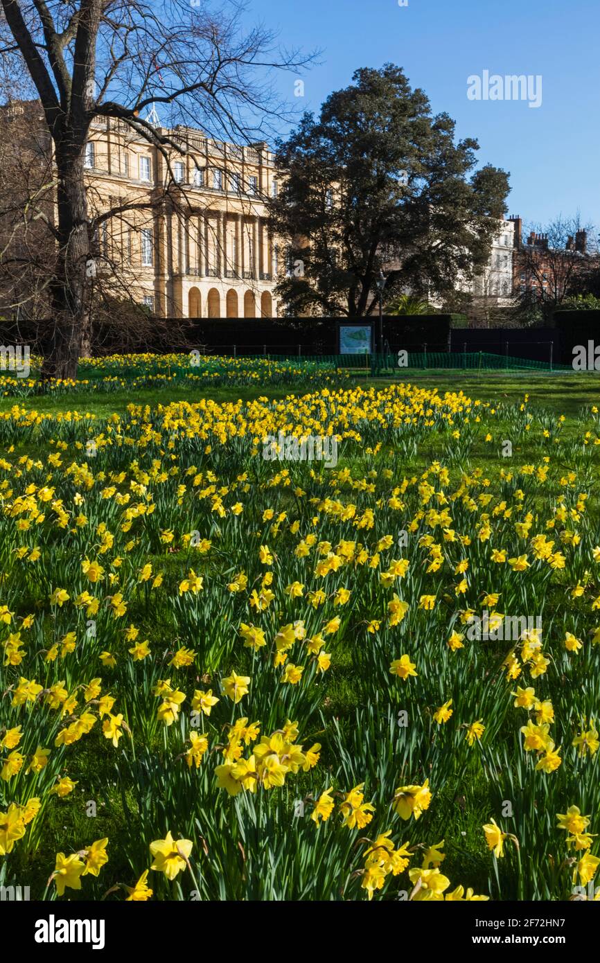 England, London, Westminster, Green Park, Yellow Daffodils and Lancaster House Stock Photo