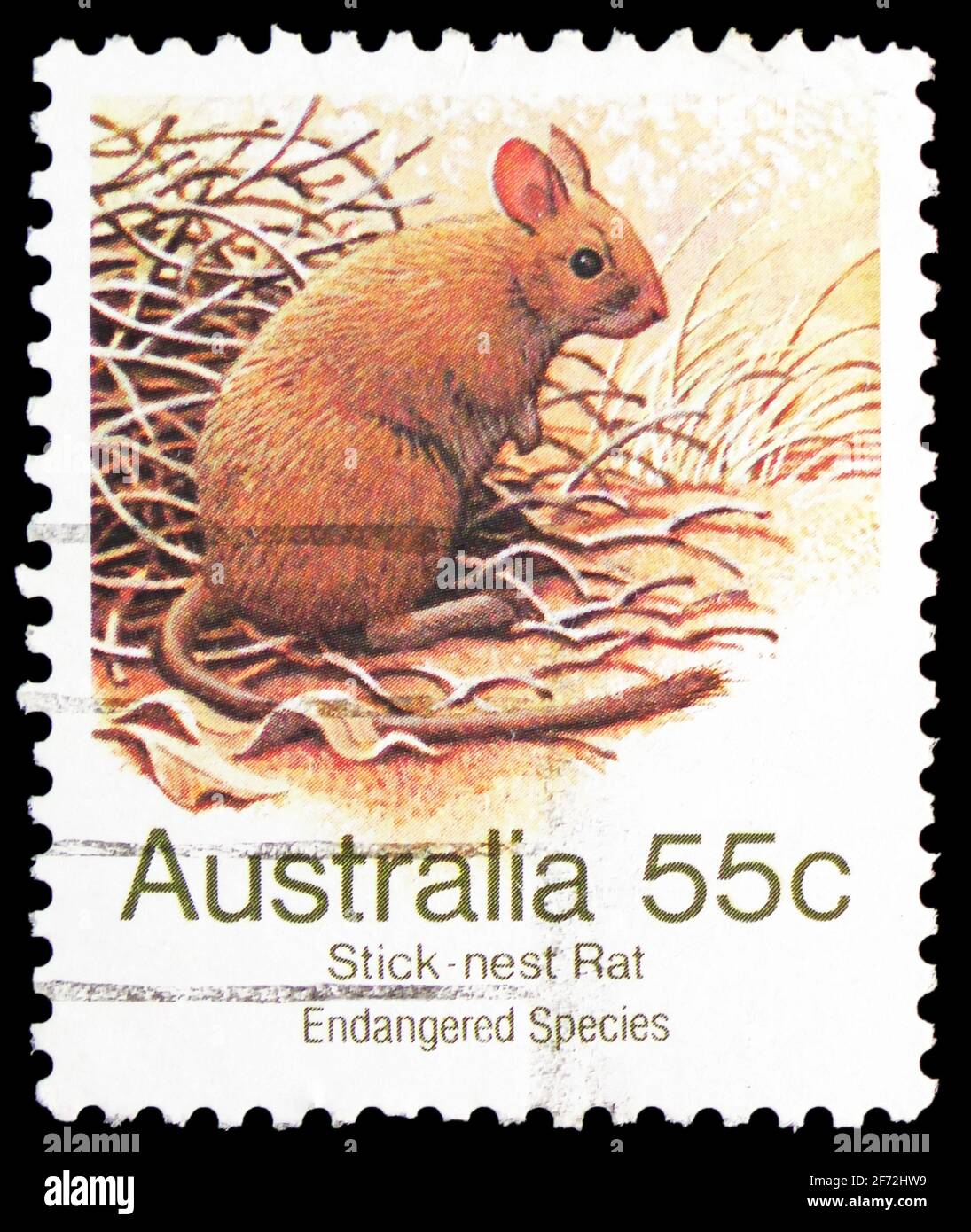MOSCOW, RUSSIA - DECEMBER 22, 2020: Postage stamp printed in Australia shows Greater Stick-nest Rat (Leporillus conditor), Endangered Species (1981-19 Stock Photo