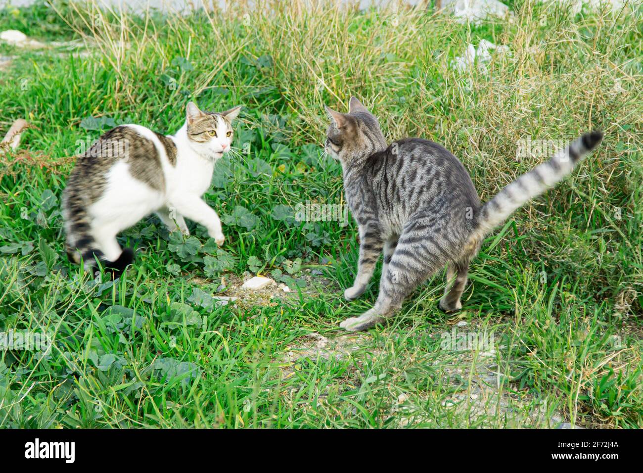 Street cats fighting Stock Photo Alamy