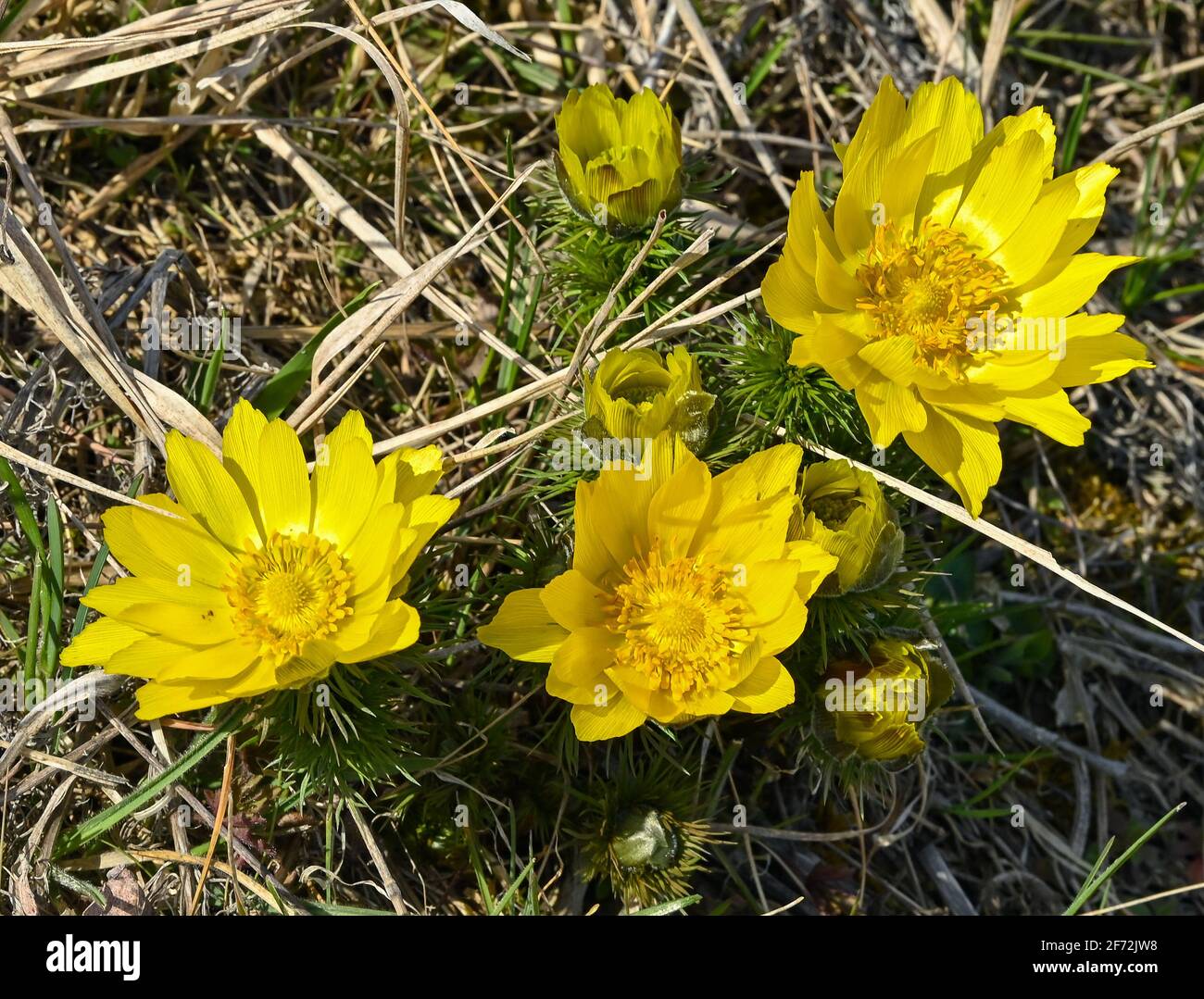 Brandenburg, Germany. 04th Apr, 2021. On Easter Sunday Adonis roses