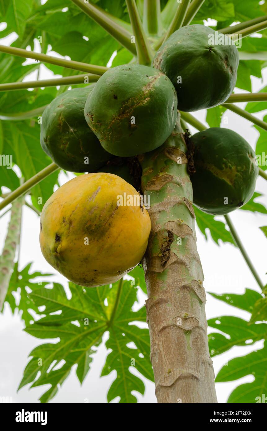 Yellow And Green Papaya On Tree Stock Photo