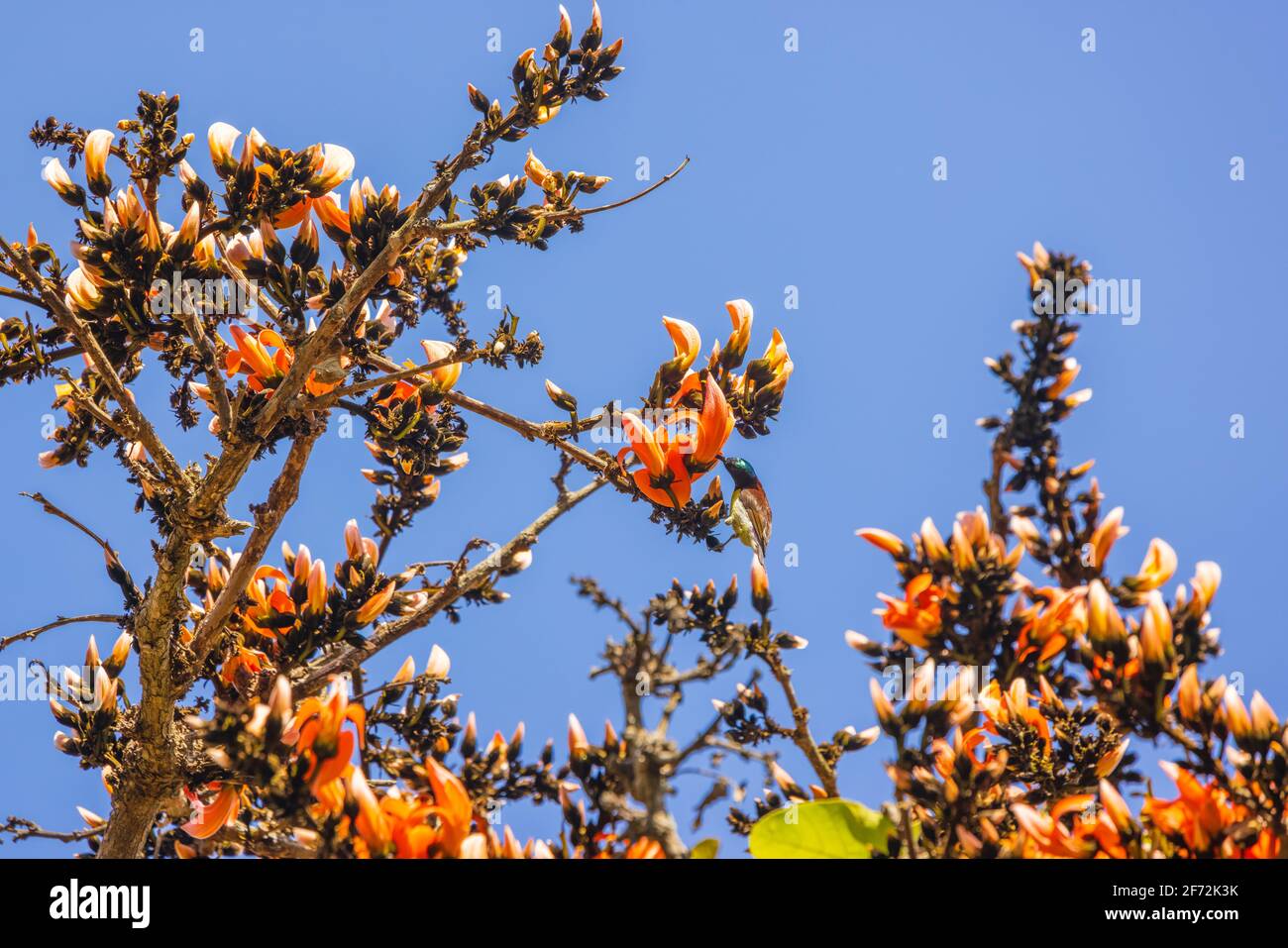 Purple-rumped Sunbird drinking nectar from the Flame of the Forest flower Stock Photo